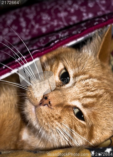 Image of orange cat woke up