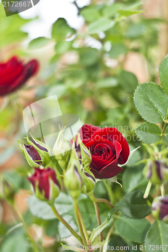 Image of Red rosebud in the garden