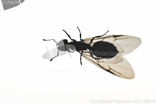 Image of fly on white background