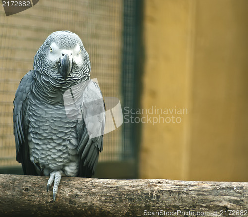 Image of Grey parrot on wood