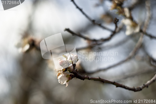 Image of Almond tree