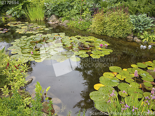 Image of Garden pond