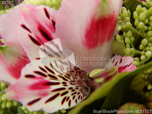 Image of Flower
