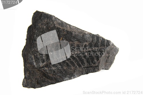 Image of leaf print in the stone - fossil