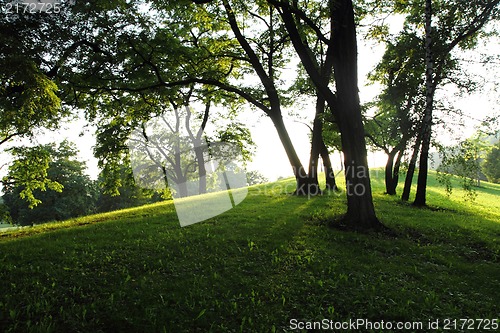 Image of spring in the green park 