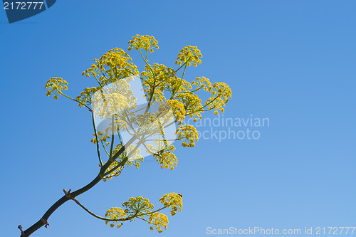 Image of Fennel flower
