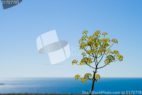 Image of Fennel flower