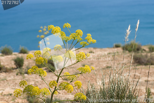 Image of Fennel