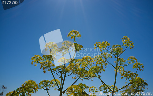 Image of Dill flowers