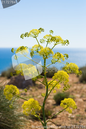 Image of Fennel plant