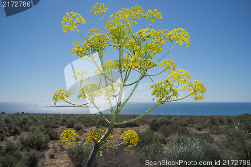 Image of Fennel