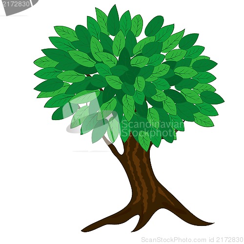 Image of tree