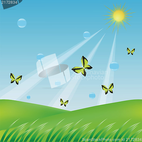 Image of butterflies