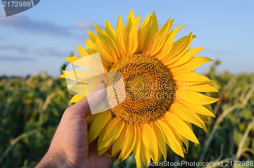 Image of hand showing sunflower over field