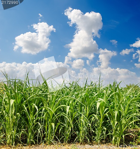 Image of Beautiful green maize field