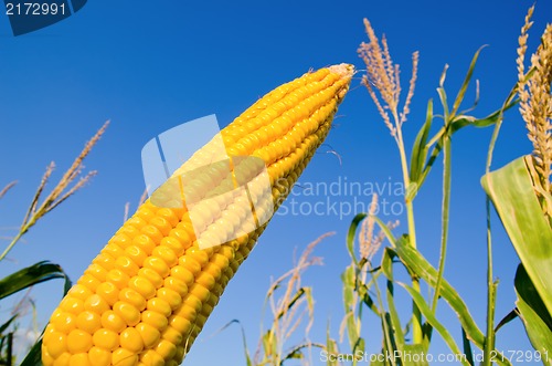 Image of fresh raw maize