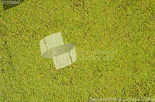 Image of duckweed as good background