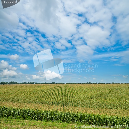 Image of field with green maize under cloudy sky