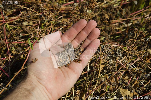 Image of buckwheat in hand over field