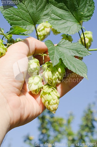 Image of green hops in hand