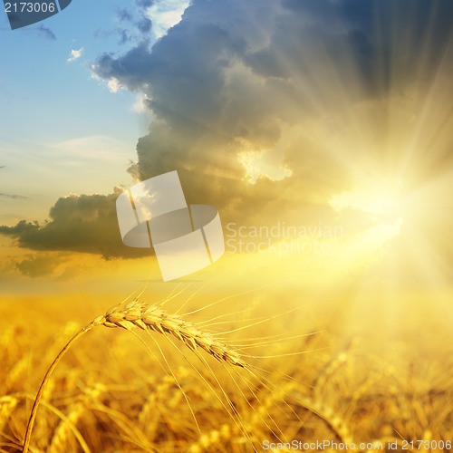 Image of field with gold ears of wheat in sunset