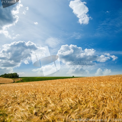 Image of golden field under cloudy sky