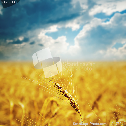 Image of gold ears of wheat under dramatic sky