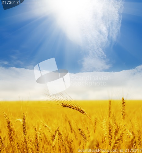 Image of sun over golden field