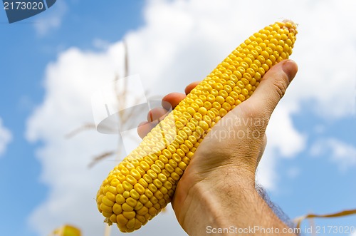 Image of fresh golden maize in hand