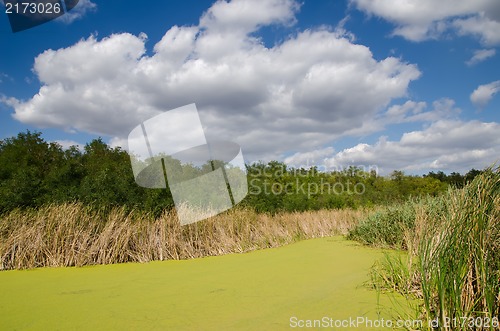 Image of green swamp and reeds under cloudy sky