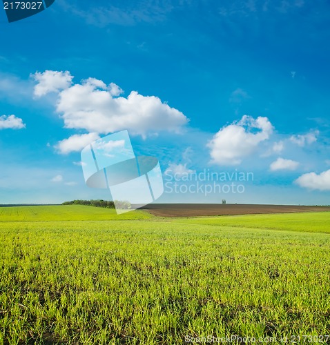 Image of agricultural green field