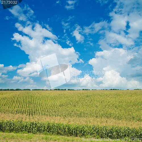 Image of field with green maize under cloudy sky