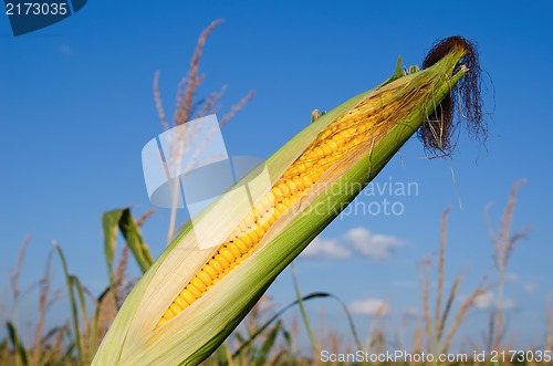 Image of fresh raw corn on the cob with husk