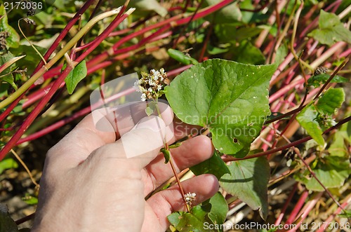 Image of buckwheat in hand over field