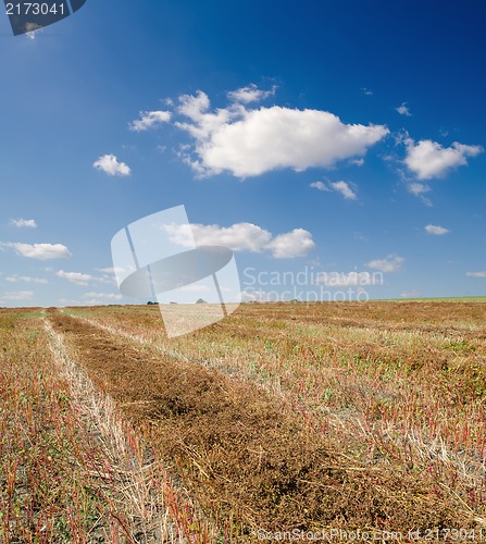 Image of collected harvest of buckwheat in windrows under cloudy sky