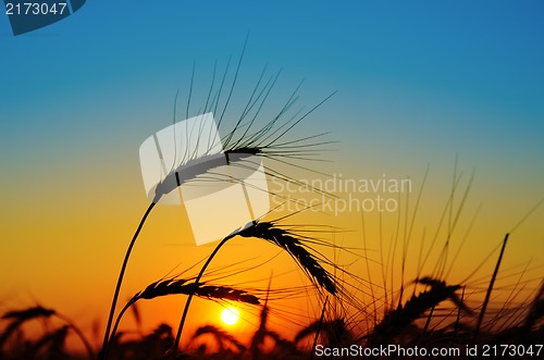Image of sunset over harvest