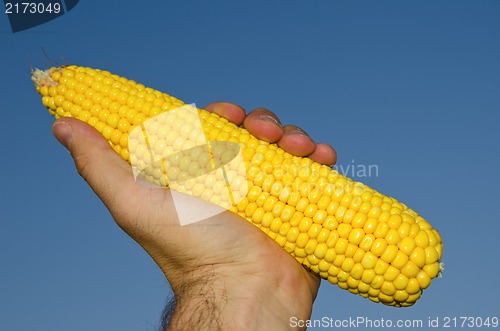 Image of fresh golden maize in hand