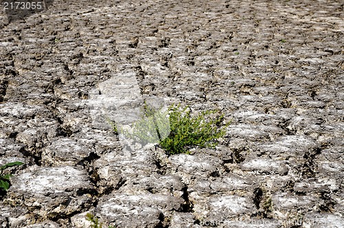 Image of green plant in dried cracked mud