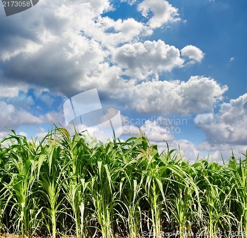 Image of green maize field