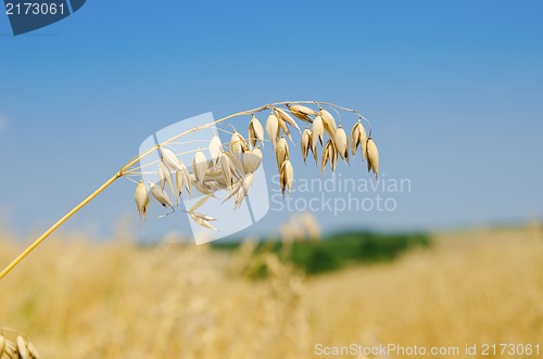 Image of oats closeup under cloudy sky