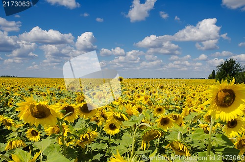 Image of sunflower field under cloudy sky