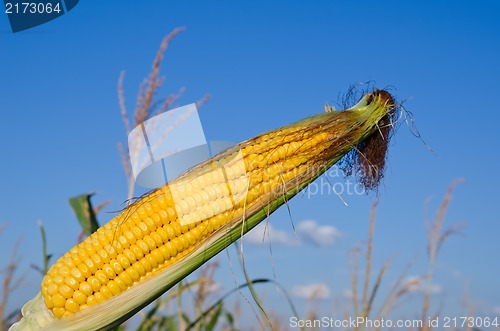 Image of raw maize over field