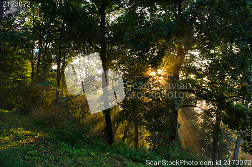 Image of morning sun sunlight beams through coniferous tree 