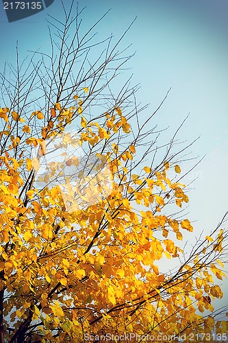 Image of Autumn tree on sky background