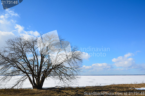 Image of Lone alder tree at coast