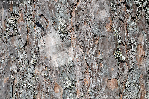 Image of Background pine tree bark