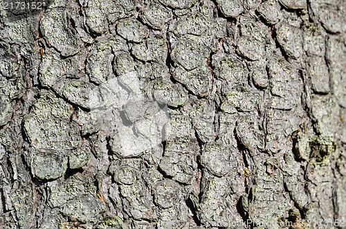 Image of Bark background