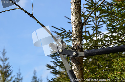 Image of Cutting with shears in forest