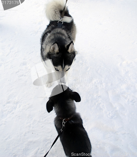 Image of Husky and puppy of husky