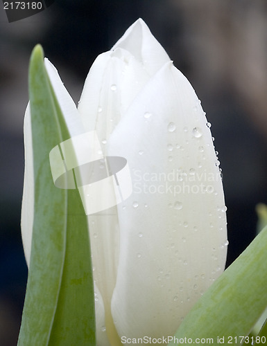 Image of White tylip
